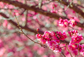運動公園　梅の花-48