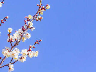 運動公園　梅の花-41