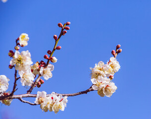 運動公園　梅の花-36
