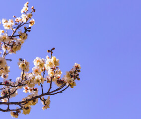 運動公園　梅の花-32