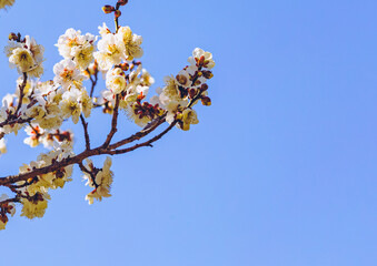 運動公園　梅の花-27
