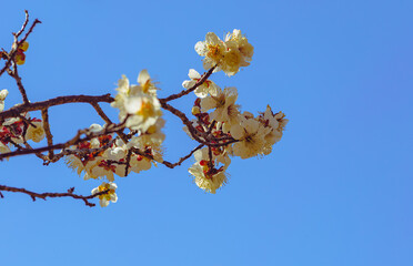 運動公園　梅の花-26