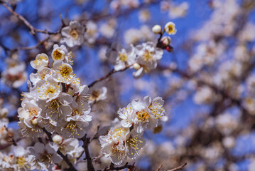 運動公園　梅の花-29
