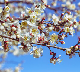 運動公園　梅の花-21