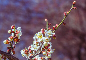 運動公園　梅の花-14