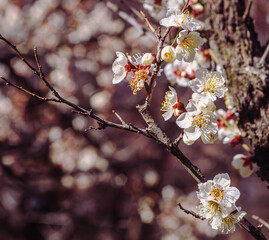 運動公園　梅の花-15