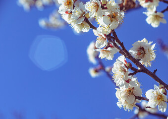 運動公園　梅の花-13