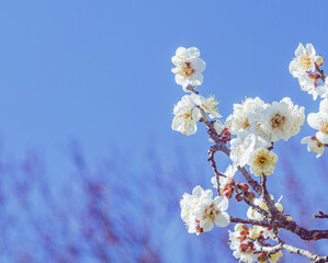運動公園　梅の花-10