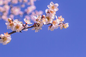 運動公園　梅の花-94