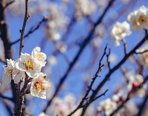 運動公園　梅の花-90