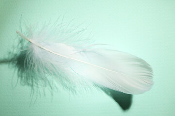 Fluffy white feather on light turquoise background, top view
