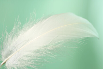 Fototapeta premium Fluffy white feather on light turquoise background, closeup