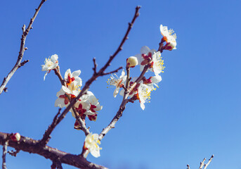 運動公園　梅の花-78