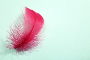 One fluffy pink feather on light background, closeup. Space for text