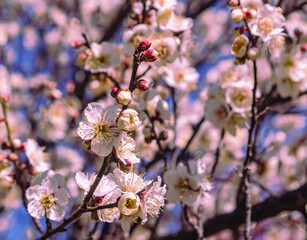 運動公園　梅の花ｰ155