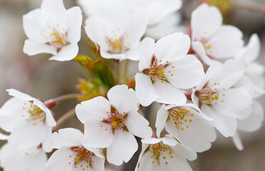 Beautiful background with white spring flower
