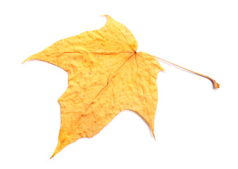 Yellow  leaf