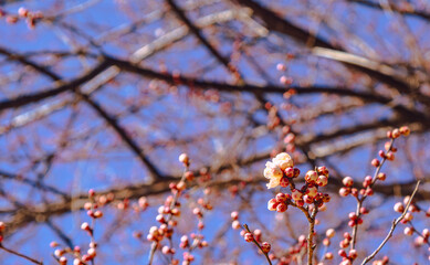 運動公園　梅の花ｰ107