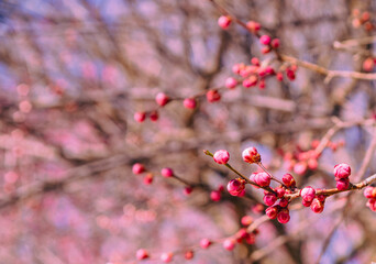 運動公園　梅の花ｰ101