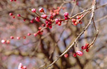 運動公園　梅の花ｰ100
