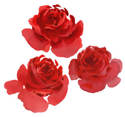 Blossoming red roses without leaves