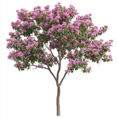 Obraz premium Tree with pink flowers blossoms photography blooming.