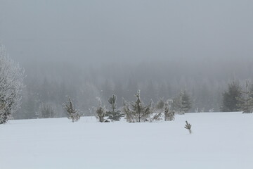 winter forest in snow and fog on the last day of winter