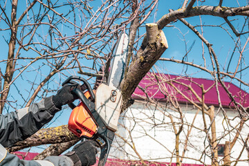 A man trims fruit trees with a chainsaw. Sanitary pruning of trees in the spring in the garden