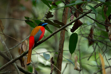 Male scarlet-rumped trogon (Harpactes duvaucelii),  perches quietly in the middle of dense rainforest in West Kalimantan, natural bokeh background