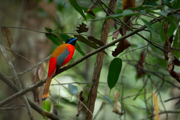 Male scarlet-rumped trogon (Harpactes duvaucelii),  perches quietly in the middle of dense rainforest in West Kalimantan, natural bokeh background