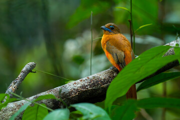 Female scarlet-rumped trogon (Harpactes duvaucelii),  perches quietly in the middle of dense rainforest in West Kalimantan, natural bokeh background
