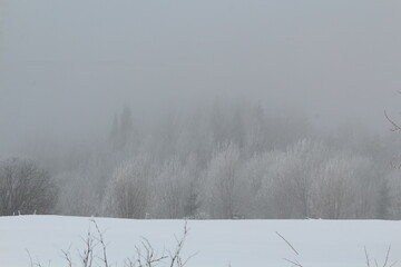 snowy forest during fog in late winter
