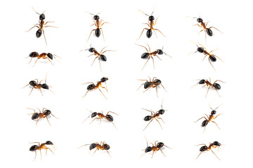 Banded Sugar Ant (Camponotus consobrinus) on white background in different positions, Banded Sugar Ant (Camponotus consobrinus) on white background