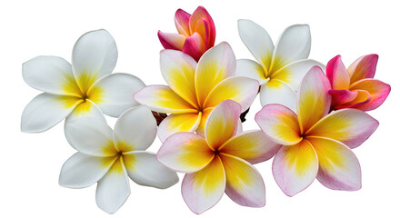 Fototapeta premium set of white and pink frangipani (plumeria) flower isolated on white background