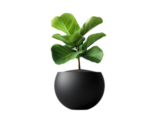 A fiddle leaf fig plant stands tall in a sleek black pot, showcasing vibrant green leaves. This stylish addition brings freshness and life to indoor environments, enhancing the decor.