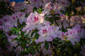 Delicate azalea blooming in the city botanical garden.