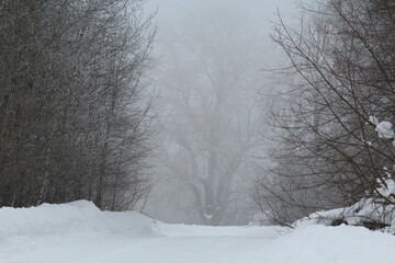 Obraz premium winter forest after snowfall in heavy fog