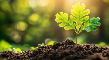 Vibrant oak sapling in rich soil, symbolizing growth and renewal in nature.
