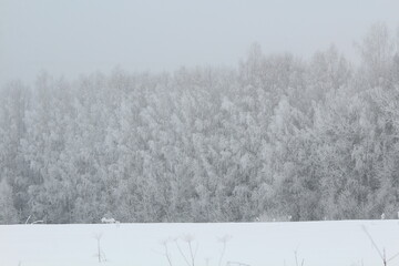 Naklejka premium winter forest after snowfall in heavy fog