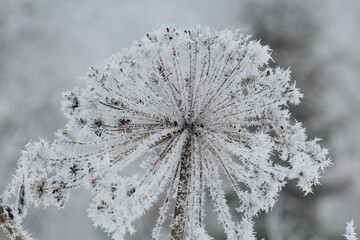 frozen inflorescence of Sosnowsky's fern in late winter