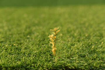 Small green plant is growing in the field. The plant is small and has a lot of leaves