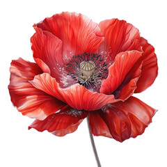 Vivid Red Poppy Flower Isolated on a transparent background. element for the design, Watercolor style