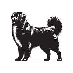 Estrela Mountain Dog Vector - Estrela Mountain Dog Design - Minimalist Estrela Mountain Dog Silhouette.