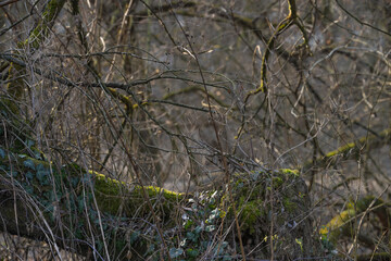 spring forest landscape with lace of branches and trees