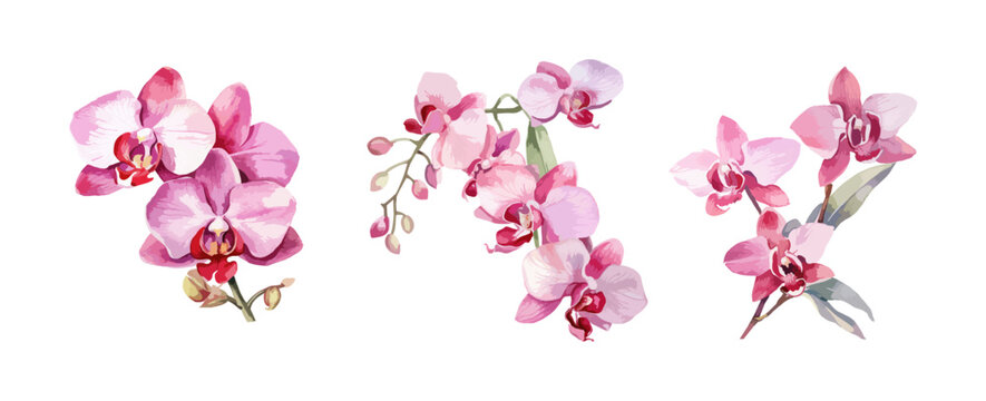 Orchid Flowers Watercolor isolated on white background. Beautiful flowers decorative vector illustration