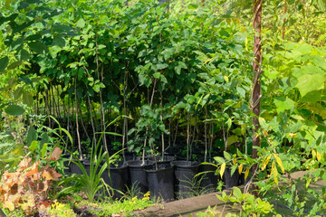 Tree seedlings is sale in garden store. Seedlings in pots in local market. Variety of plants....