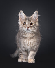 Cute Maine Coon cat kitten, walking or standing towards front. Looking attentive to camera. Isolated on a black background.