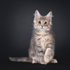 Cute Maine Coon cat kitten, sitting up facing front with one paw up saying hi. Looking attentive to camera. Isolated on a black background.