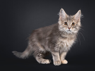 Cute Maine Coon cat kitten, standing side ways. Looking attentive to camera. Isolated on a black background.