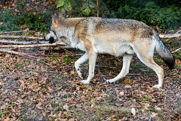 Wild wolf standing in autumn leaves near a tree in a forest habitat